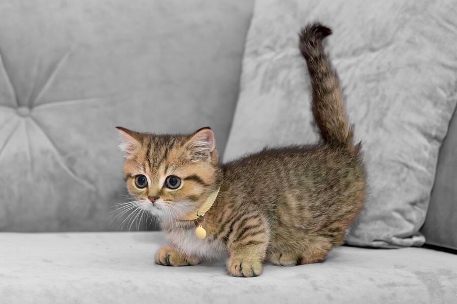 Γάτα Munchkin: Όλα όσα θέλεις να ξέρεις για αυτό το μοναδικό πλάσμα