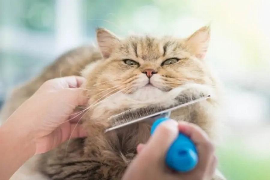 Στις γάτες αρέσει να τις βουρτσίζουν; Συμβουλές περιποίησης & φροντίδας