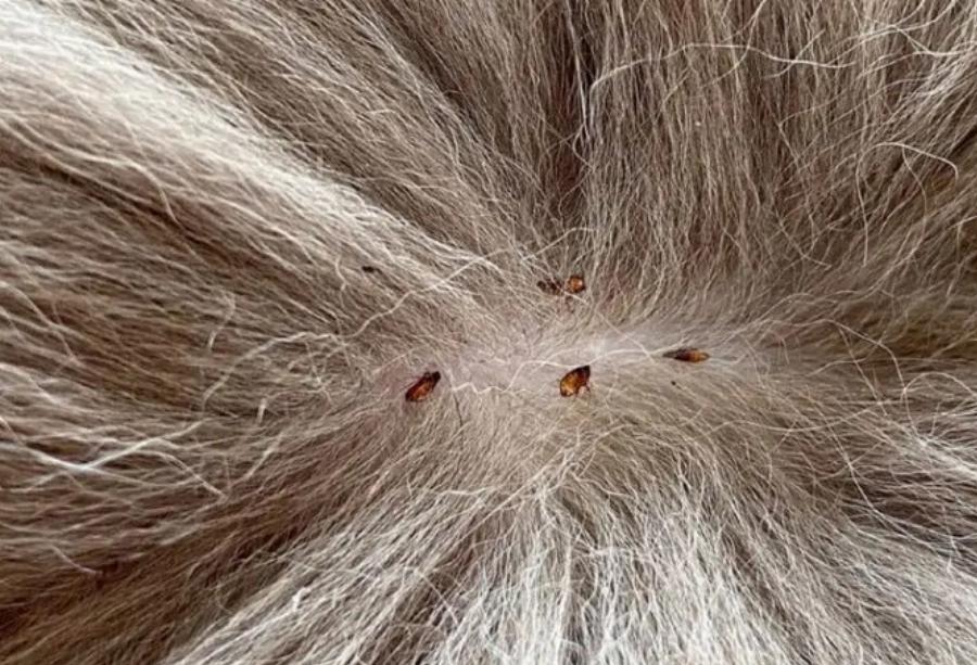 Μπορούν οι γάτες να κολλήσουν ψείρες από τους ανθρώπους; Εγκεκριμένες από κτηνίατρο πληροφορίες & Συχνές ερωτήσεις