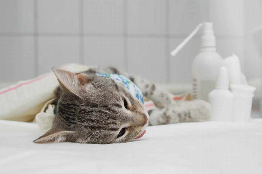 11 συμβουλές από κτηνίατρο για τους νέους ιδιοκτήτες γατών: Χρήσιμες πληροφορίες