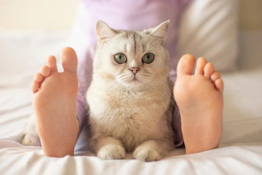 Οι γάτες σας προστατεύουν όταν κοιμάστε; Ενδιαφέρουσες πληροφορίες