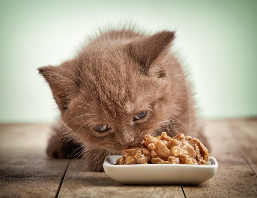 11 συμβουλές από κτηνίατρο για τους νέους ιδιοκτήτες γατών: Χρήσιμες πληροφορίες