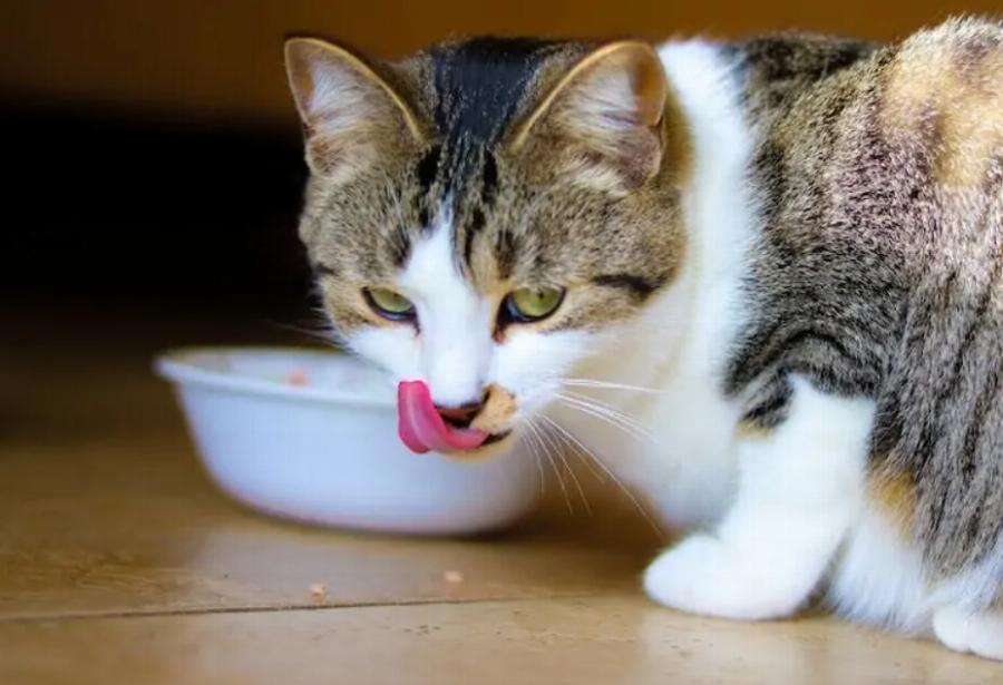 5 ιδέες συνταγών για ωμή διατροφή γάτας: Εύκολη & θρεπτική
