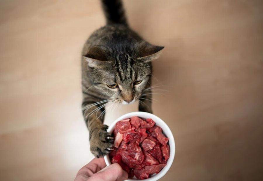 5 ιδέες συνταγών για ωμή διατροφή γάτας: Εύκολη & θρεπτική