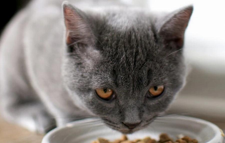 Μπορούν οι γάτες να τρώνε ξηρούς καρπούς; Εγκεκριμένες από κτηνίατρο πληροφορίες & Συχνές ερωτήσεις