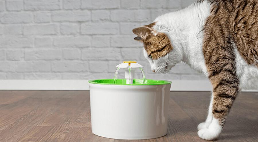Με αυτούς τους 7 τρόπους θα κρατήσετε τη γάτα σας ενυδατωμένη αυτό το καλοκαίρι