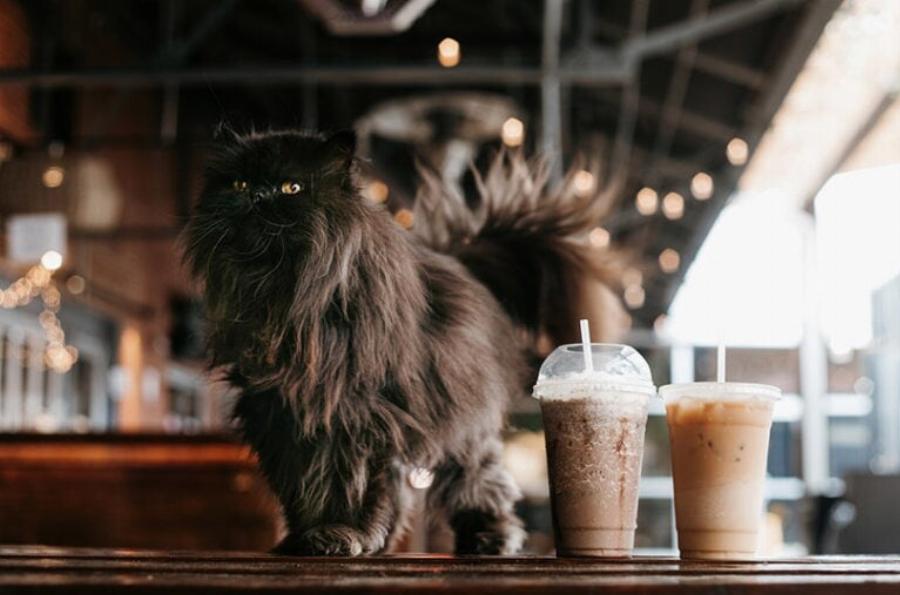 88 ονόματα σχετικά με τον καφέ για γάτες: Οι κορυφαίες επιλογές μας για τη γάτα σας 