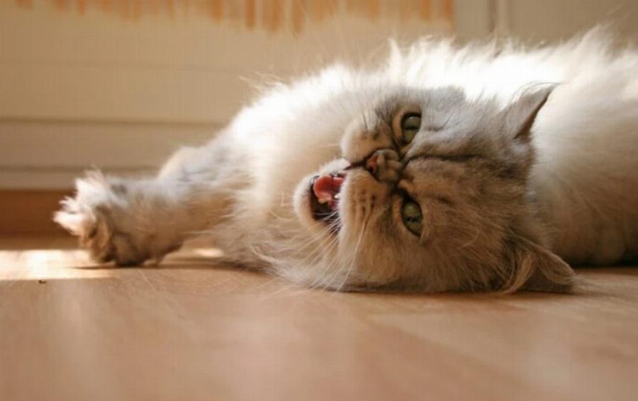 5 κοινά προβλήματα συμπεριφοράς στις γάτες: Συμβουλές & Χρήσιμες πληροφορίες