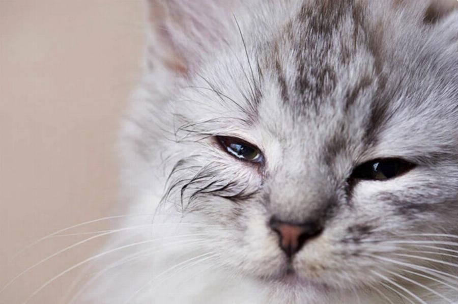 Μπορείτε να χρησιμοποιήσετε ανθρώπινες οφθαλμικές σταγόνες σε γάτες; Πληροφορίες & Συχνές Ερωτήσεις