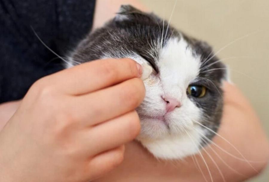 Μπορείτε να χρησιμοποιήσετε ανθρώπινες οφθαλμικές σταγόνες σε γάτες; Πληροφορίες & Συχνές Ερωτήσεις