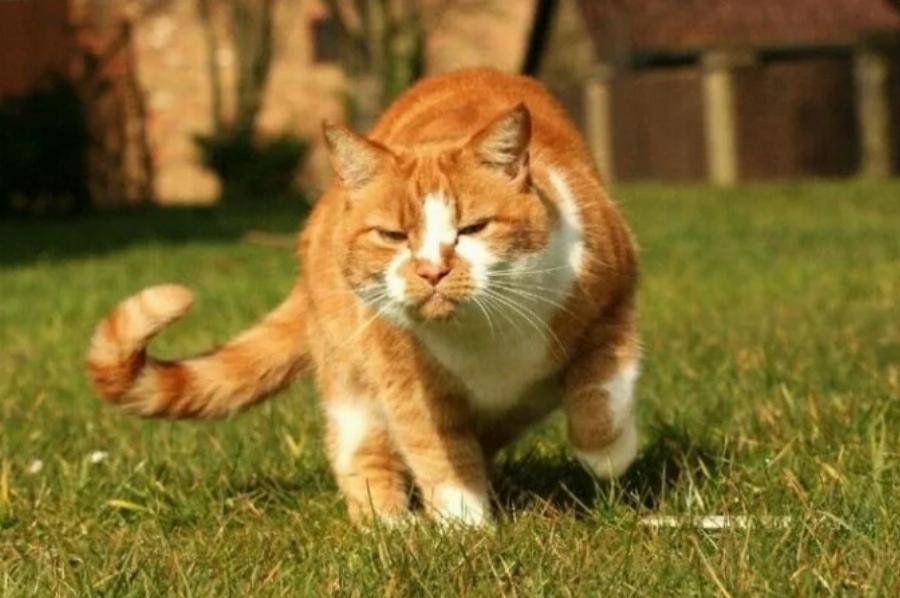 8 σημάδια νευρικής βλάβης στις γάτες που πρέπει να προσέχετε