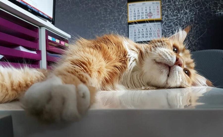 16 κοινές αιτίες αιφνίδιου θανάτου στις γάτες: Αναθεωρημένες πληροφορίες & συμβουλές