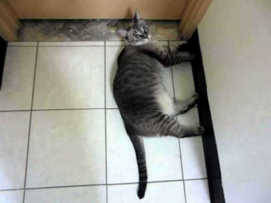 Οι γάτες απολαμβάνουν τη μυρωδιά της χλωρίνης; Πληροφορίες για την ασφάλεια και την τοξικότητα