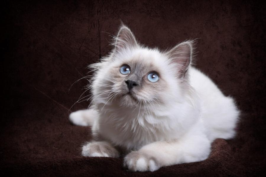 Γάτα Birman: Εμφάνιση, υγεία και συμπεριφορά κατοικιδίου