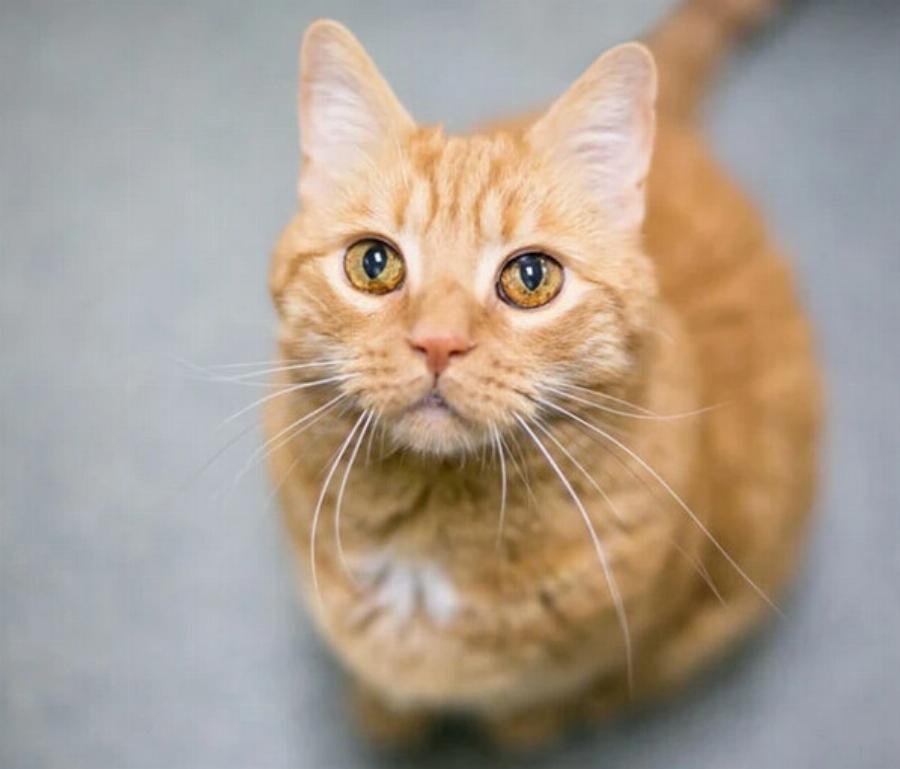 Μελάγχρωση ίριδας στις γάτες: Συμπτώματα, αιτίες & θεραπεία