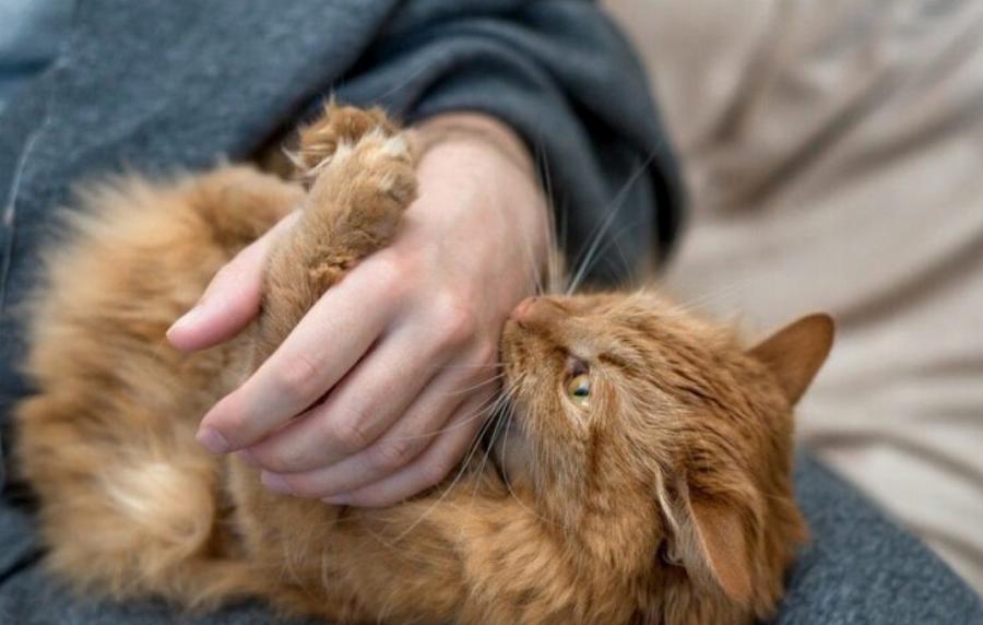 Πώς να προστατεύσετε το σπίτι σας από γάτες: 11 ασφαλείς τρόποι