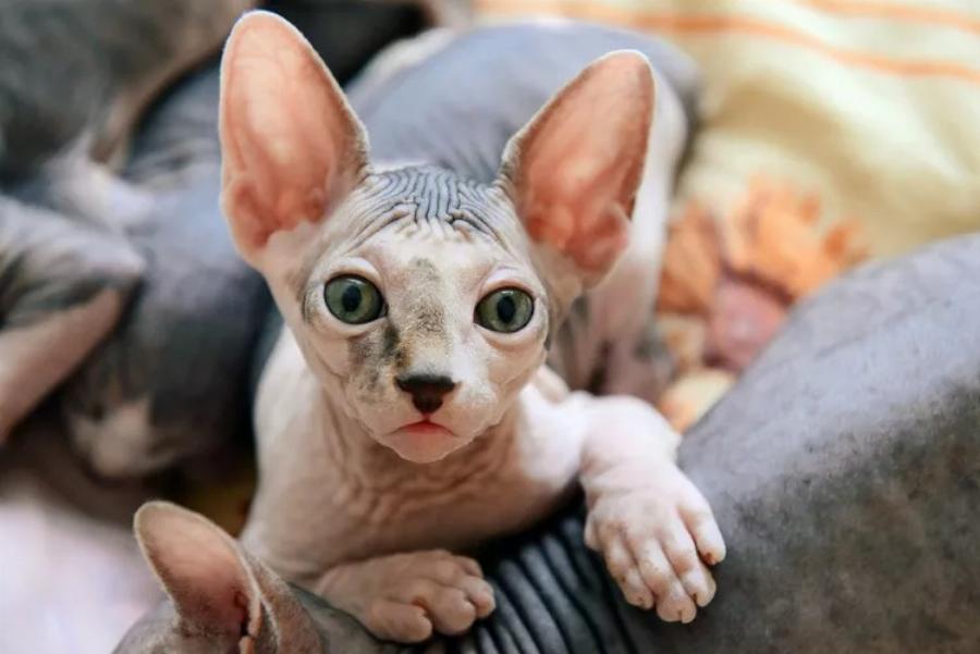 Οι γάτες Sphynx είναι διάσημες για την εμφάνισή τους και σίγουρα θα τις λατρέψετε
