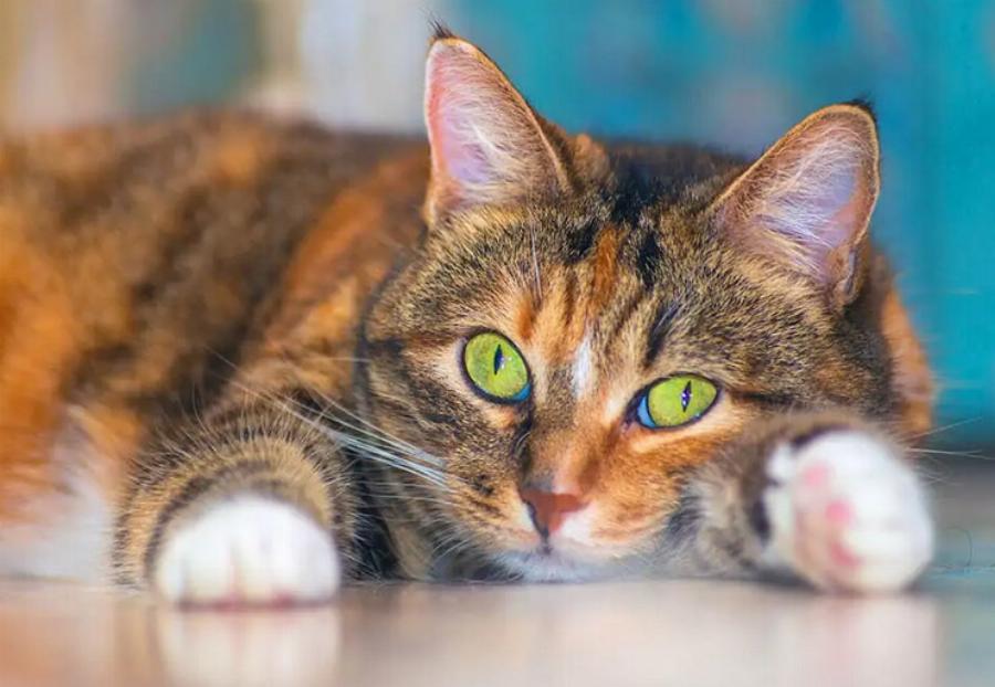 Γιατί οι γάτες είναι υπέροχα κατοικίδια: 10 λόγοι για να αποκτήσε γάτα