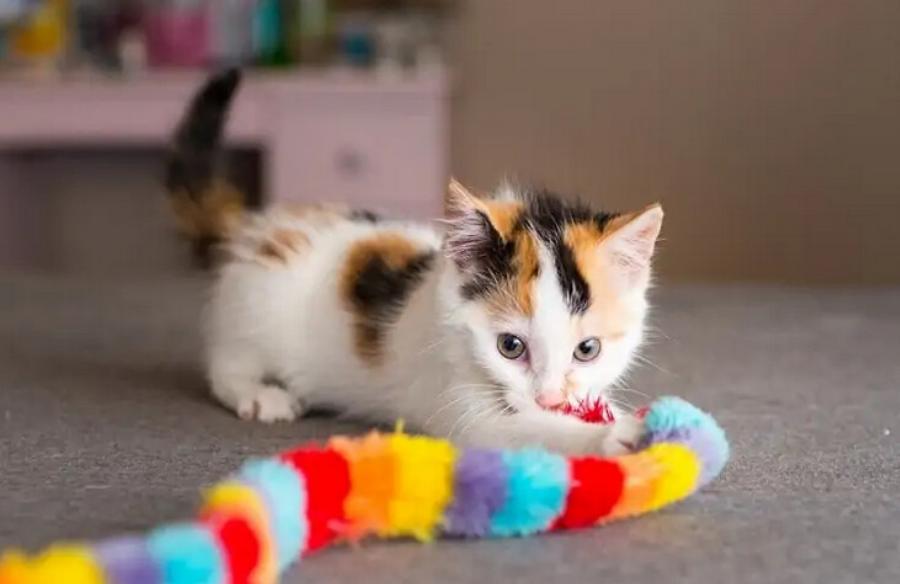 Γιατί οι γάτες είναι υπέροχα κατοικίδια: 10 λόγοι για να αποκτήσε γάτα