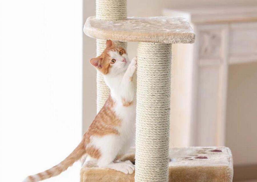 Γιατί οι γάτες είναι υπέροχα κατοικίδια: 10 λόγοι για να αποκτήσε γάτα