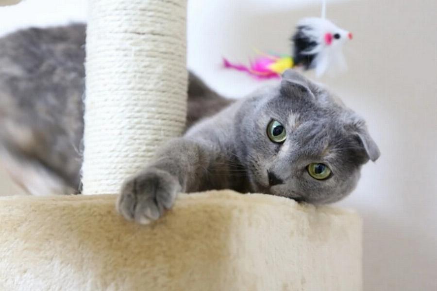 Γιατί οι γάτες είναι υπέροχα κατοικίδια: 10 λόγοι για να αποκτήσε γάτα