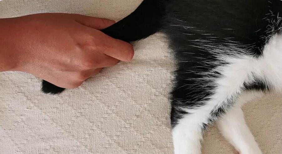 Γιατί οι γάτες είναι υπέροχα κατοικίδια: 10 λόγοι για να αποκτήσε γάτα