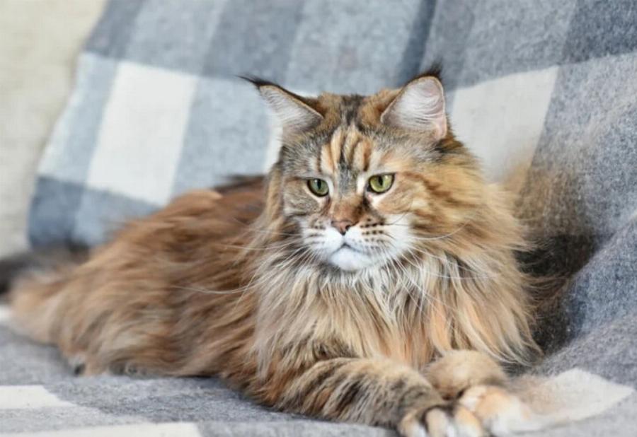 Γιατί οι γάτες είναι υπέροχα κατοικίδια: 10 λόγοι για να αποκτήσε γάτα