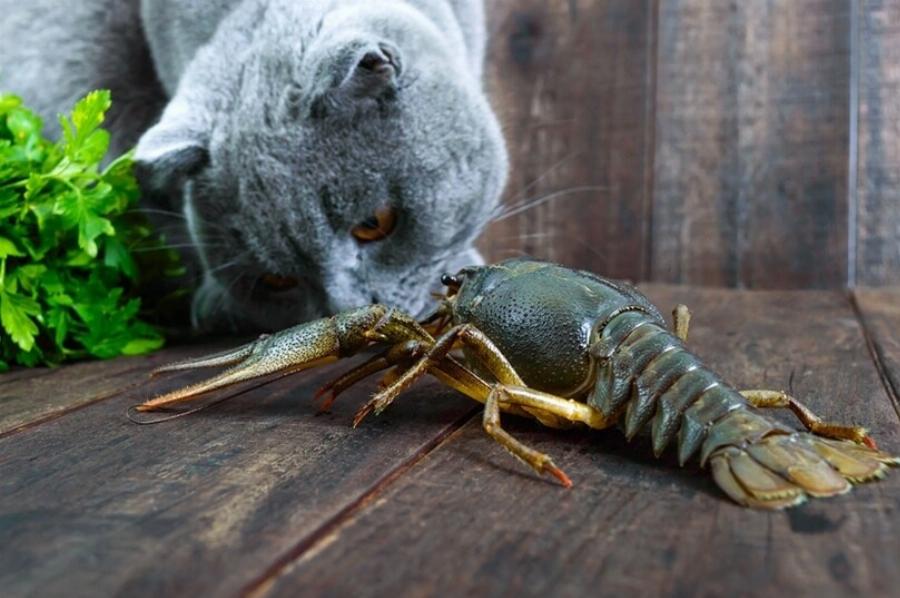 Μπορούν οι γάτες να φάνε αστακό; Διατροφικά στοιχεία & Συχνές ερωτήσεις