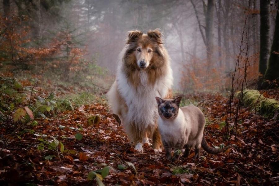 Επηρεάζει η Πανσέληνος τους σκύλους και τις γάτες; Ο μύθος αποκαλύπτεται