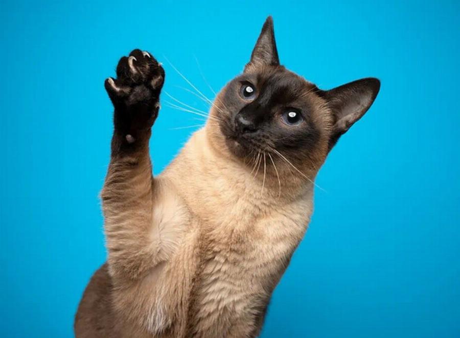 Πόσα νύχια έχουν οι γάτες; Πληροφορίες ανατομίας αιλουροειδών & Συχνές ερωτήσεις