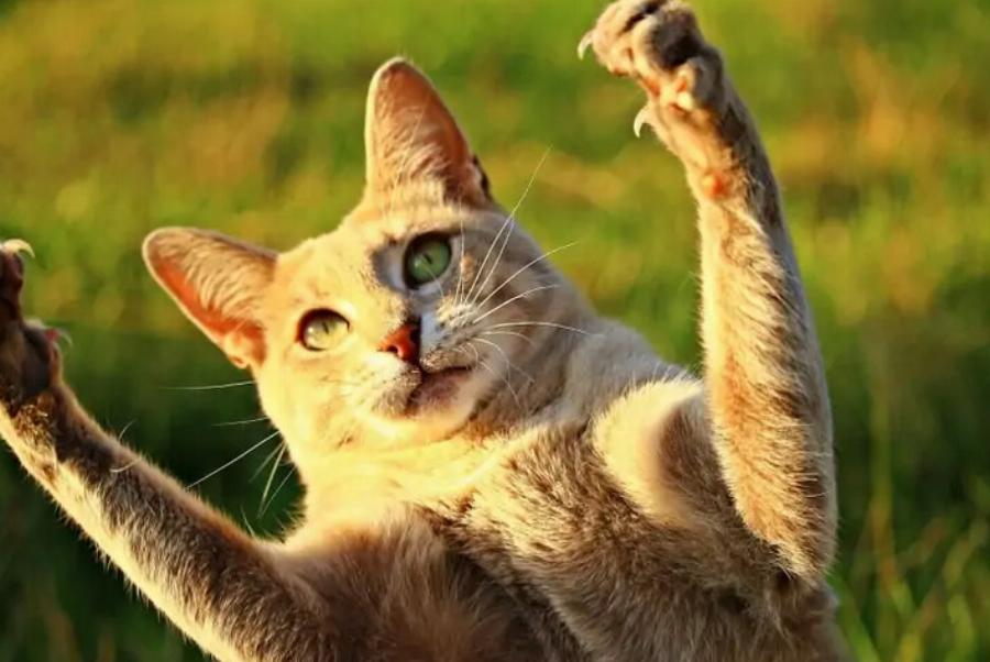 Πόσα νύχια έχουν οι γάτες; Πληροφορίες ανατομίας αιλουροειδών & Συχνές ερωτήσεις