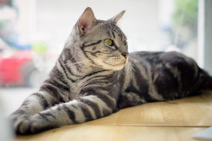 Γιατί η γάτα μου δεν νιαουρίζει; 7 τυπικοί λόγοι