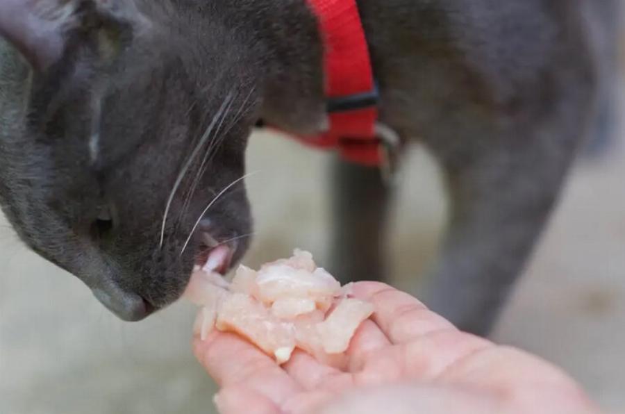 Κτηνίατρος αποκαλύπτει: Τι είναι οι δίαιτες με βάση το ωμό κρέας και ποια είναι τα οφέλη