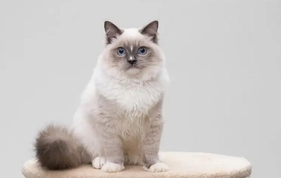 Κτηνίατρος αποκαλύπτει: Τι είναι οι δίαιτες με βάση το ωμό κρέας και ποια είναι τα οφέλη