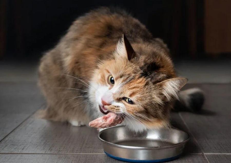 Κτηνίατρος αποκαλύπτει: Τι είναι οι δίαιτες με βάση το ωμό κρέας και ποια είναι τα οφέλη