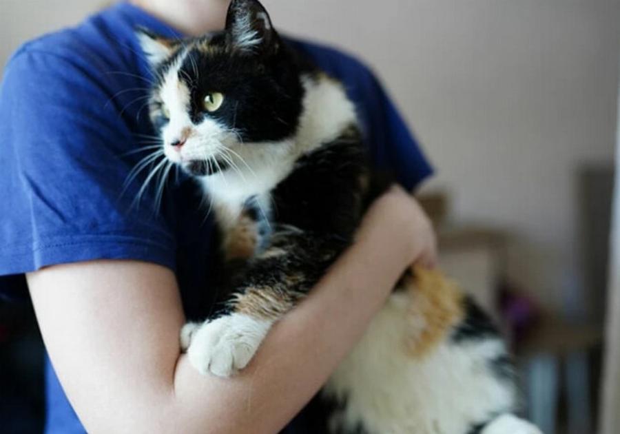 Πώς να κοινωνικοποιήσετε ενήλικες γάτες: 7 Συμβουλές ειδικών & Συχνές ερωτήσεις