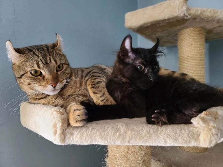 Πώς να κοινωνικοποιήσετε ενήλικες γάτες: 7 Συμβουλές ειδικών & Συχνές ερωτήσεις