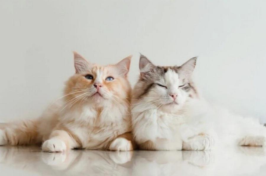 Πώς να κοινωνικοποιήσετε ενήλικες γάτες: 7 Συμβουλές ειδικών & Συχνές ερωτήσεις