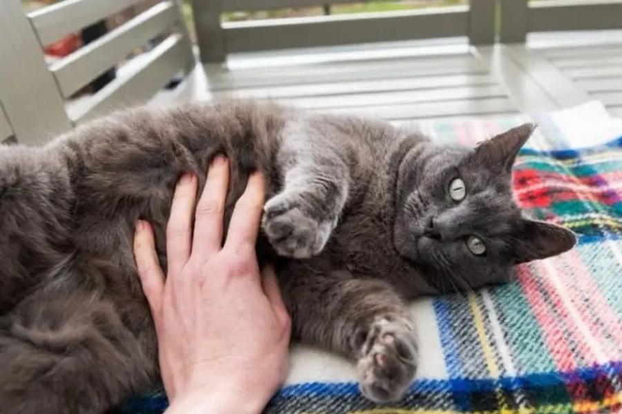 Πώς να κοινωνικοποιήσετε ενήλικες γάτες: 7 Συμβουλές ειδικών & Συχνές ερωτήσεις