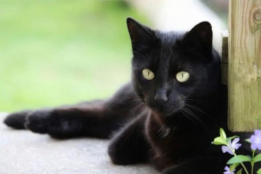 Πόσο καιρό ζουν οι γάτες Bombay; Μέση διάρκεια ζωής, πληροφορίες & οδηγός φροντίδας