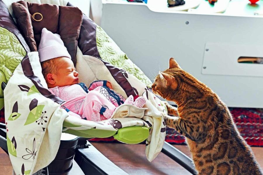 Γάτα και παιδιά: Πώς να γνωρίσετε τη γάτα σας στο μωρό σας; -Χρήσιμες πληροφορίες