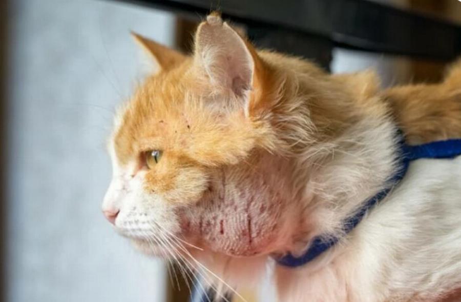 Υγεία γάτας: Αποστήματα σε γάτες – Αιτίες & Φροντίδα