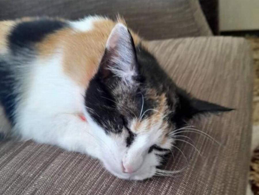 Τι πρέπει να κάνω εάν η γάτα μου χαθεί;- Χρήσιμος οδηγός