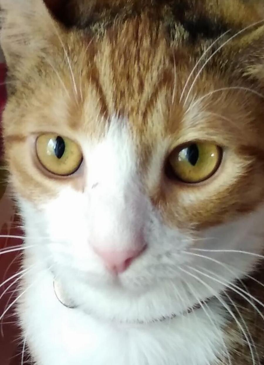 Τι πρέπει να κάνω εάν η γάτα μου χαθεί;- Χρήσιμος οδηγός