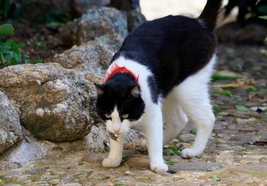 Η γάτα μου έφαγε μέλισσα – Τι να κάνω;- Όλα όσα πρέπει να γνωρίζετε