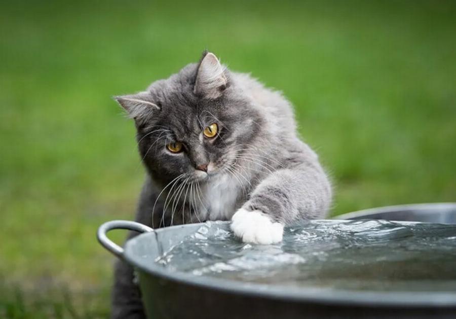 Συμπεριφορά γάτας: Γιατί η γάτα σας βάζει την πατούσα της στο μπολ με το νερό της;