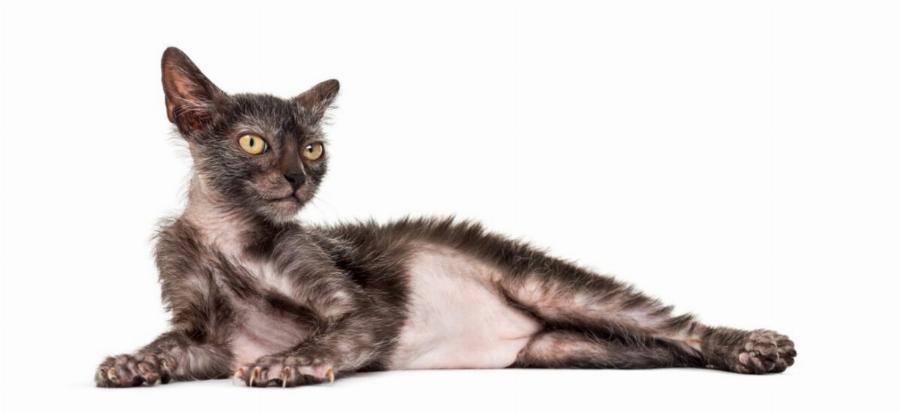 Φυλές γάτας: Όλα όσα θέλετε να ξέρετε για τη γάτα Lykoi