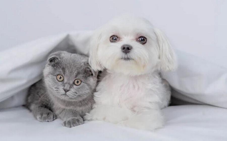 Τα πάνε καλά τα Μαλτέζ με τις γάτες; Πώς να τα βοηθήσετε ώστε τα πάνε καλά