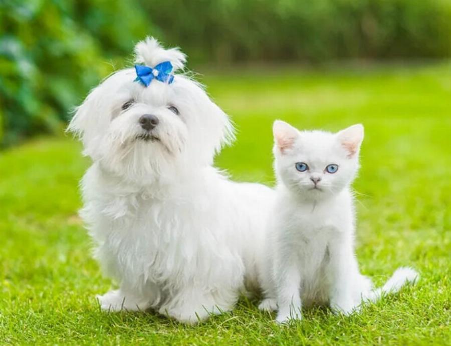 Τα πάνε καλά τα Μαλτέζ με τις γάτες; Πώς να τα βοηθήσετε ώστε τα πάνε καλά