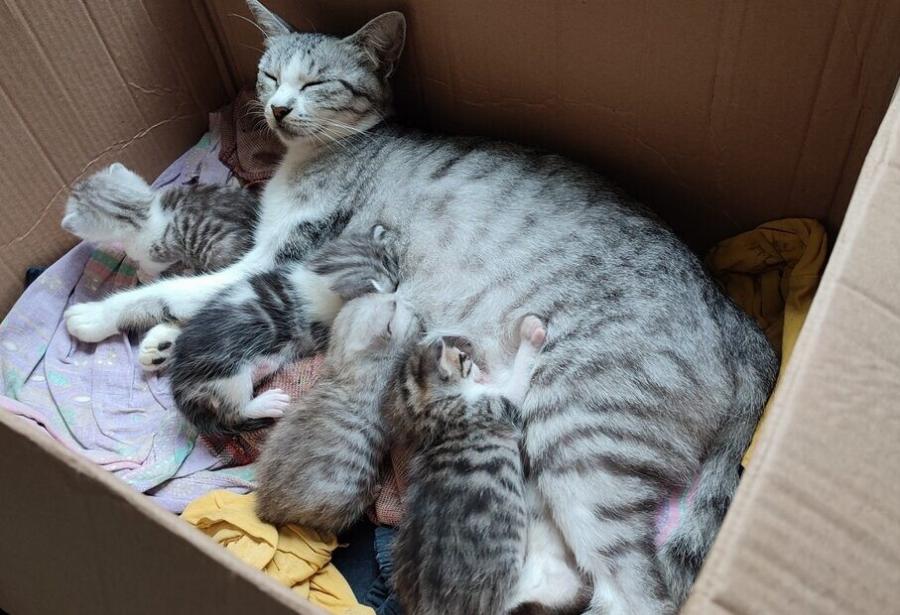 Υγεία γάτας: Πώς να φροντίσετε μια γάτα και τα γατάκια της μετά τη γέννα